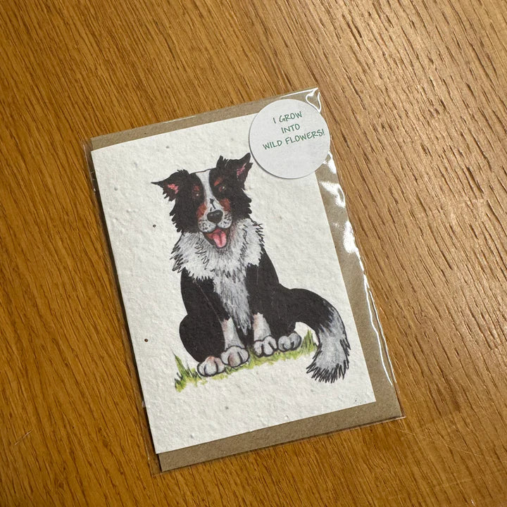 Seed Greeting Card, Casper The Collie